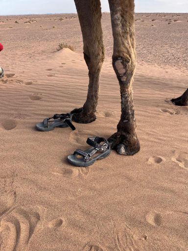 Kamel mit Sandalen
